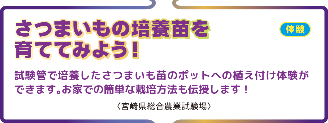 さつまいもの培養苗を育ててみよう！